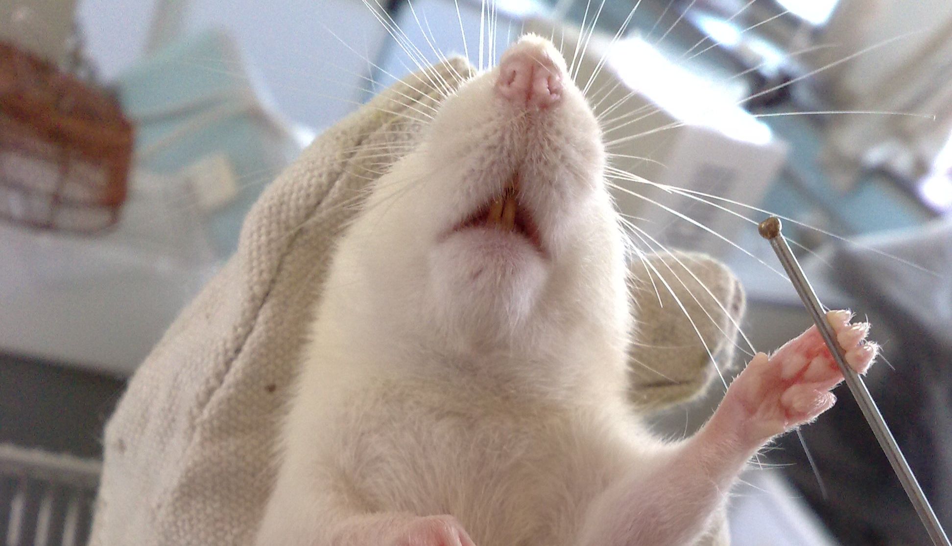 子宫内膜基质细胞原代分离研讨