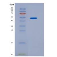 小鼠肝配蛋白A4(EFNA4)重组蛋白