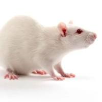 子宫内膜异位症模型构建