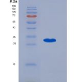 大鼠b淋巴细胞活化抗原B7-1 (LAB7-1)重组蛋白