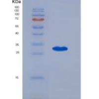 大鼠b淋巴细胞活化抗原B7-1 (LAB7-1)重组蛋白