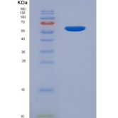 大鼠色素上皮衍生因子(PEDF)重组蛋白
