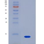 人蛋白酶激活受体2(PAR2)重组蛋白