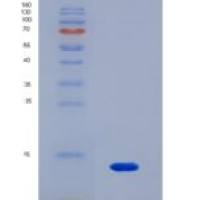 人蛋白酶激活受体2(PAR2)重组蛋白