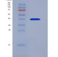 人L1CAM同源物细胞粘附分子(CHL1)重组蛋白