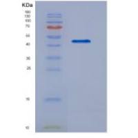 小鼠激肽原1(KNG1)重组蛋白