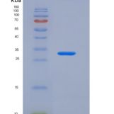 小鼠GATA结合蛋白4(GATA4)重组蛋白