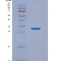 小鼠GATA结合蛋白4(GATA4)重组蛋白