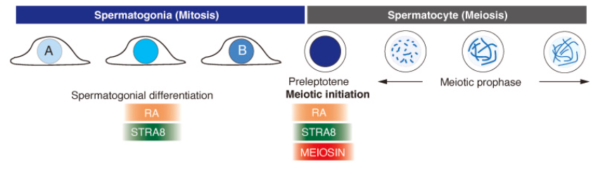 新品上架丨靶向精原细胞的工具鼠模型——Stra8-P2A-ZsGreen1-T2A-Cre小鼠