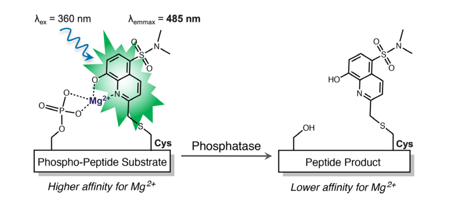 突破传统！激酶研究-实时检测！