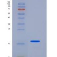 大鼠CD83分子(CD83)重组蛋白