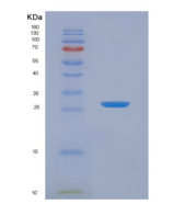 人酪蛋白α(CSN1)重组蛋白