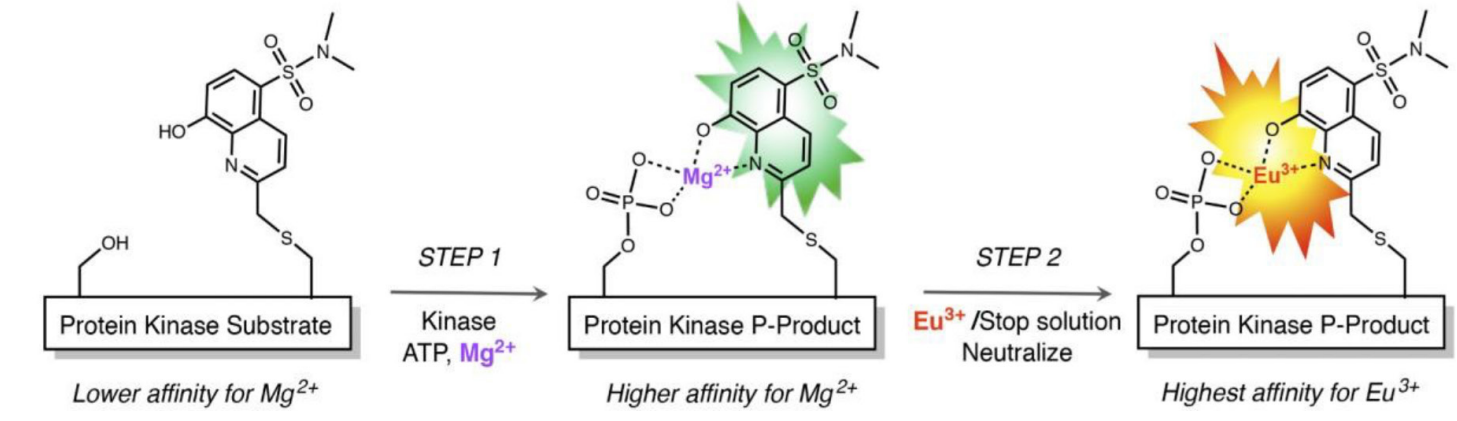 突破传统！激酶研究-实时检测！