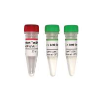 Anti-SsoRobust Taq DNA Polymerase
