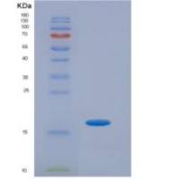 小鼠信号素3A(SEMA3A)重组蛋白