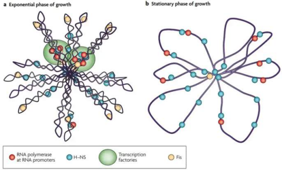 关于质粒提取的那些事儿