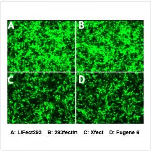 LiFect293™ Transfection Reagent