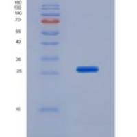 人Ⅰ型胶原α1(COL1a1)重组蛋白
