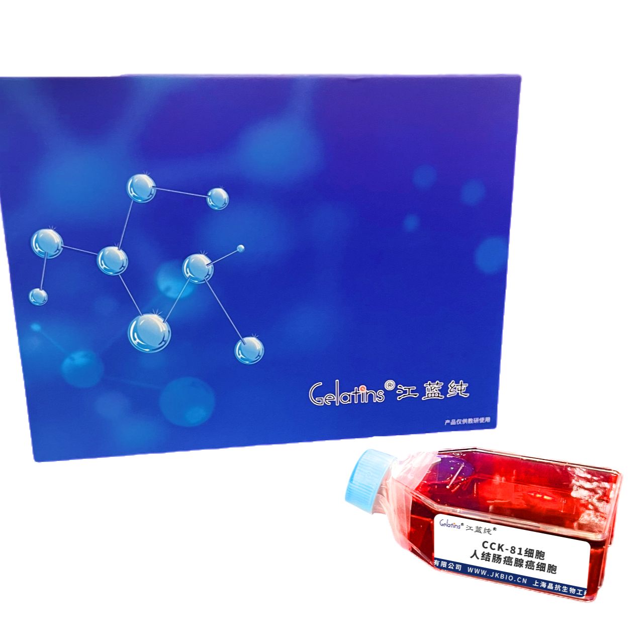 CCK-81 人结肠癌腺癌细胞