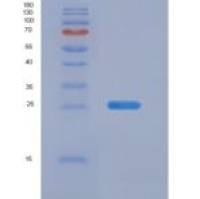 人胶质细胞系来源神经营养因子受体α2(GFRa2)重组蛋白