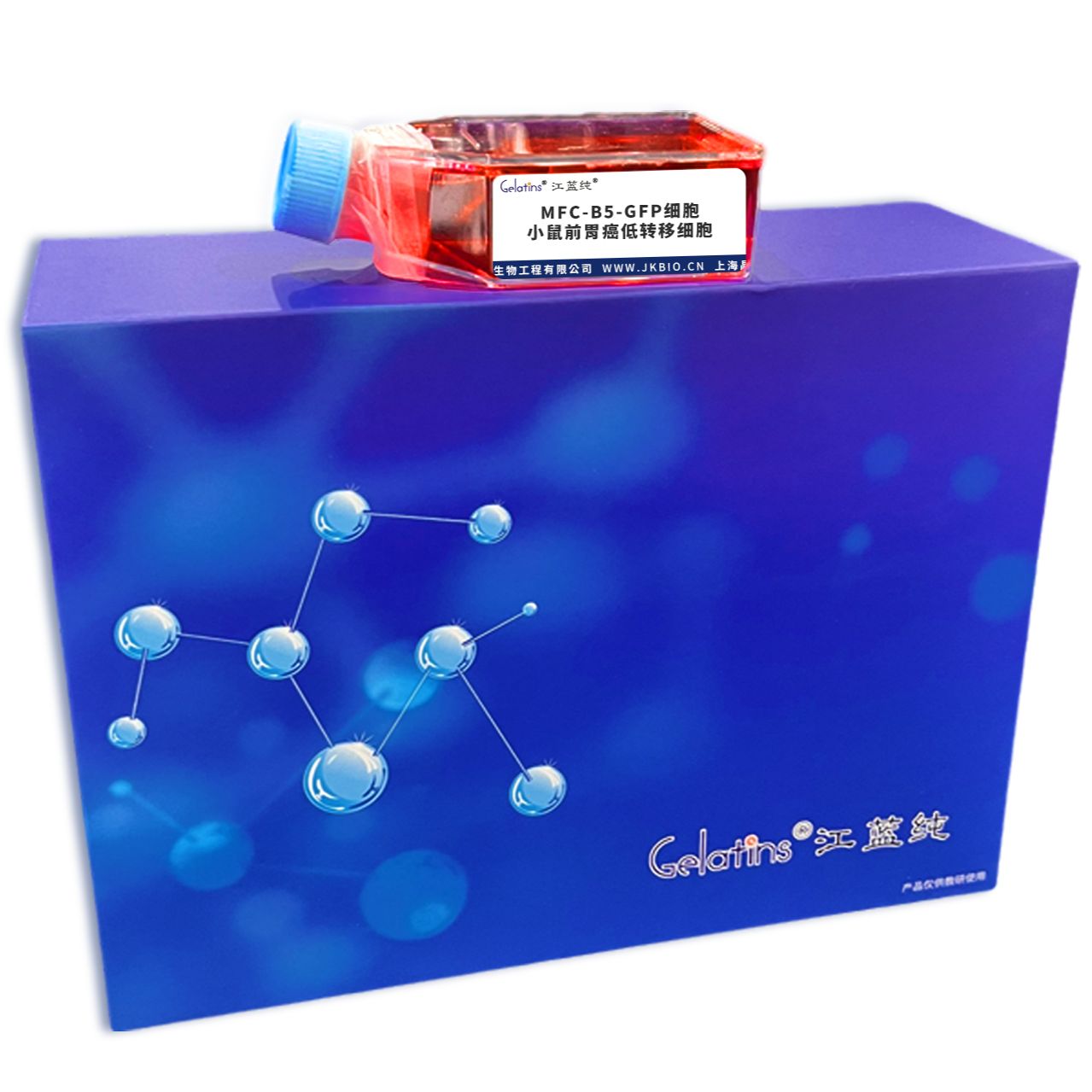 MFC-B5-GFP细胞 ; 小鼠前胃癌低转移细胞