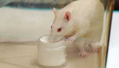 大鼠中耳炎模型研讨会