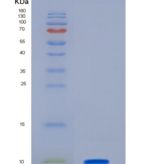 小鼠胰岛素样生长因子2(IGF2)重组蛋白