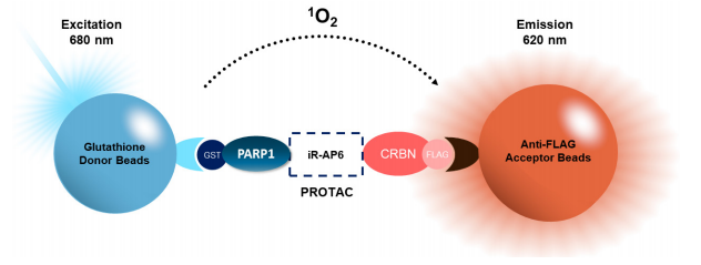 温故知新!BPS Bioscience 的 PARP 解决方案