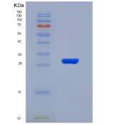 人纤连蛋白亮氨酸丰富跨膜蛋白2(FLRT2)重组蛋白