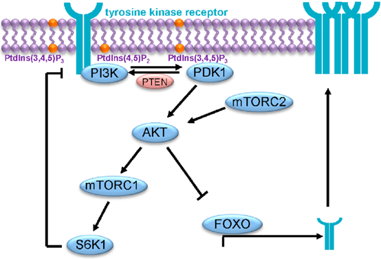 助力您的PI3K研究