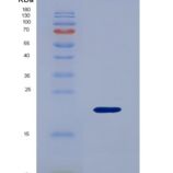 小鼠趋化因子C-X-C-基元受体3(CXCR3)重组蛋白