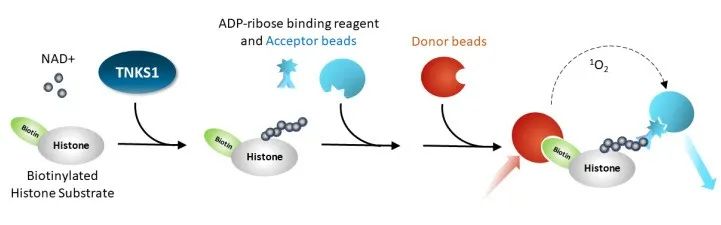 温故知新!BPS Bioscience 的 PARP 解决方案