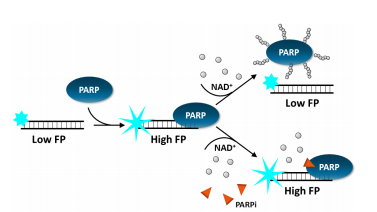 温故知新!BPS Bioscience 的 PARP 解决方案