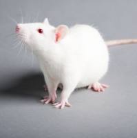 慢性萎缩性胃炎模型构建