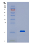 小鼠再生胰岛衍生蛋白3α(REG3a)重组蛋白