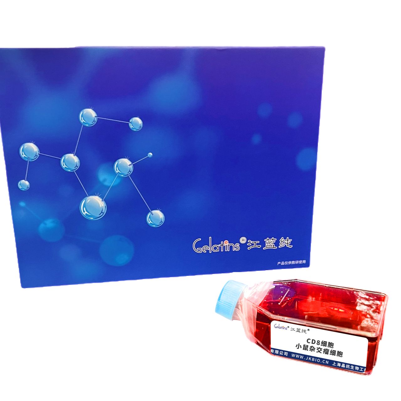 CD8 小鼠杂交瘤细胞