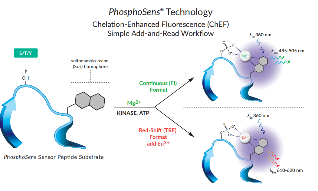 突破传统！激酶研究-实时检测！