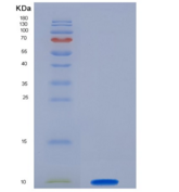 小鼠胰岛素样生长因子2(IGF2)重组蛋白