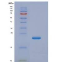 小鼠组织金属蛋白酶抑制因子3(TIMP3)重组蛋白