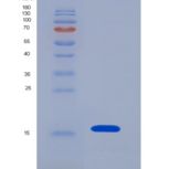 人髓样前体细胞抑制因子2(MPIF2)重组蛋白