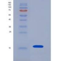 人髓样前体细胞抑制因子2(MPIF2)重组蛋白