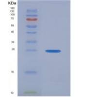 小鼠丝氨酸/苏氨酸激酶3(STK3)重组蛋白
