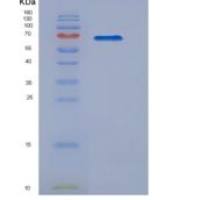大鼠信号素4D(SEMA4D)重组蛋白