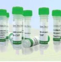 Recombinant Hemagglutinin-Influenza B Virus Malaysia 2506/04