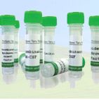 Influenza B Virus Tokio 53/99