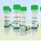 Mouse Anti FLAG peptide抗体