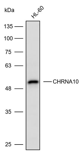 K113927P Anti-CHRNA10 Polyclon