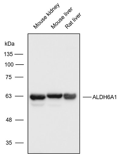 K010315P Anti-ALDH6A1 Polyclon