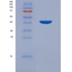 人细胞外信号调节激酶2(ERK2)重组蛋白