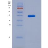 大鼠血管紧张素Ⅱ受体1(AGTR1)重组蛋白